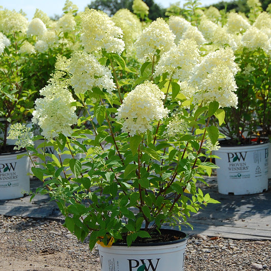 Hydrangea 'Limelight Prime®'