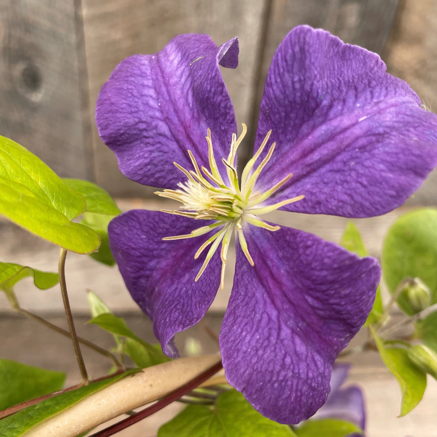 Clematis 'Jackmanii'