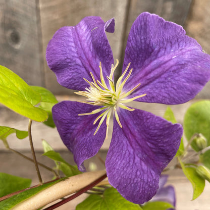 Clematis 'Jackmanii'