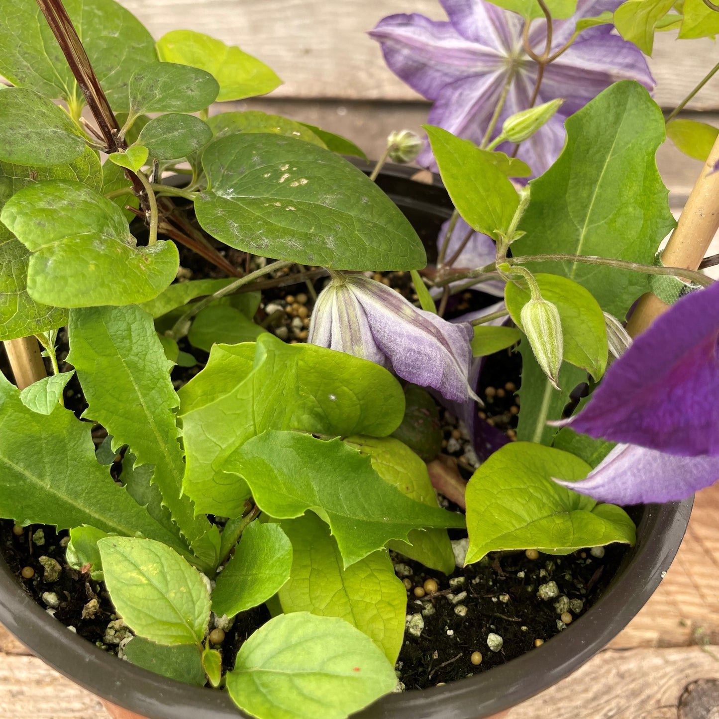 Clematis 'Jackmanii'