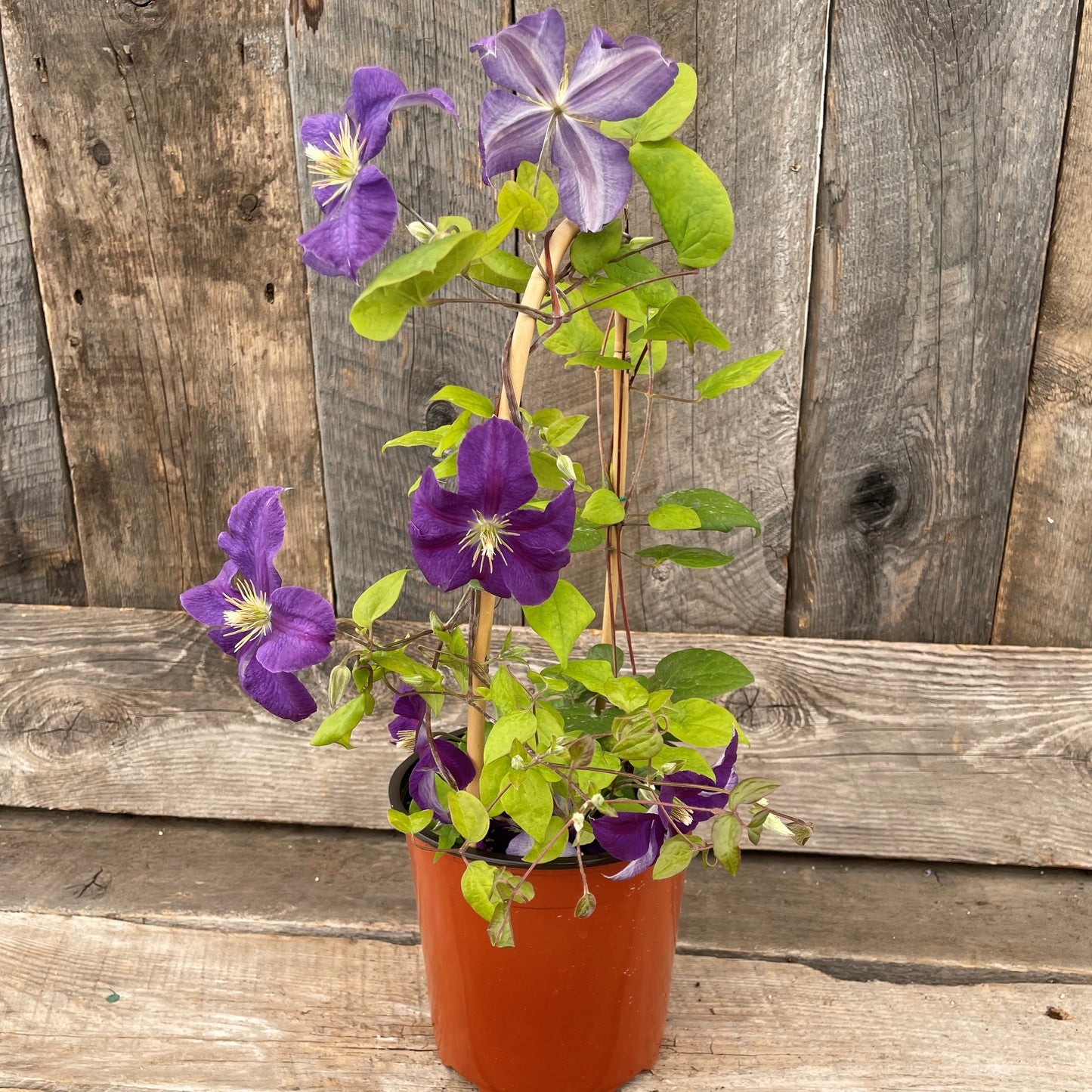 Clematis 'Jackmanii'