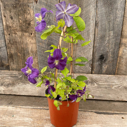 Clematis 'Jackmanii'