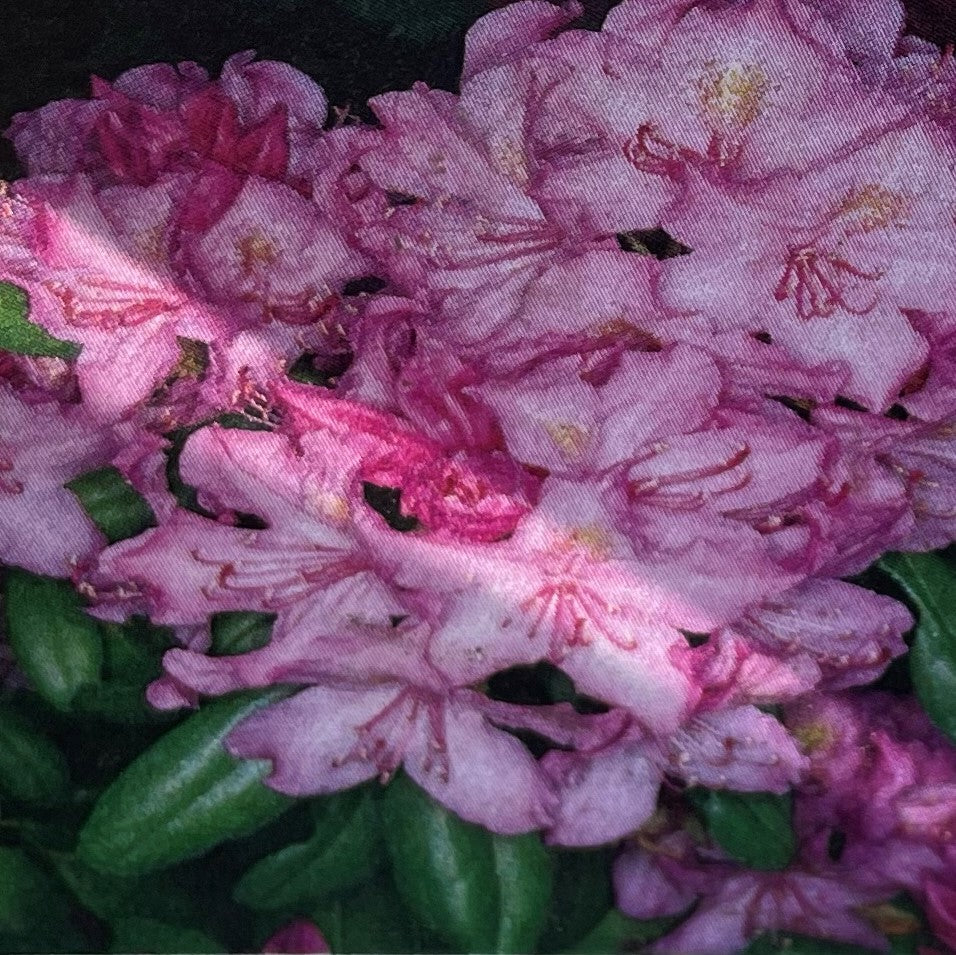 Rhododendron Cat Boursault 3gal