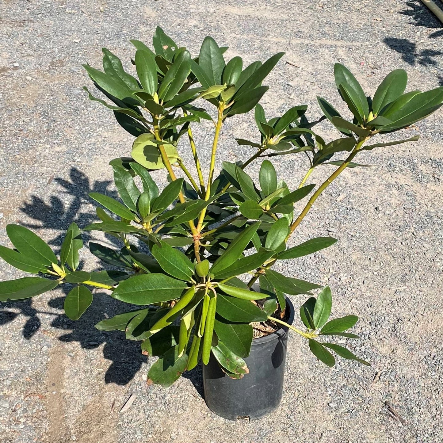 Rhododendron Cat Boursault 3gal