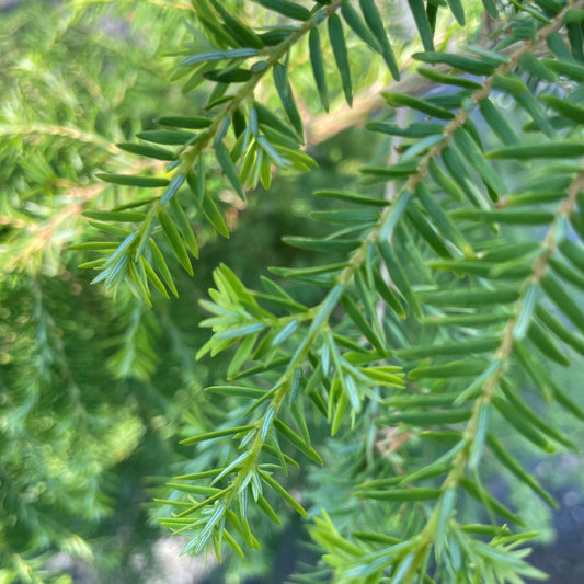 Hemlock 'Canadian'