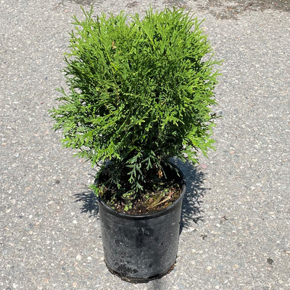 Cedar 'Hetz Midget'