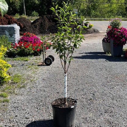 Cherry 'Montmorency'