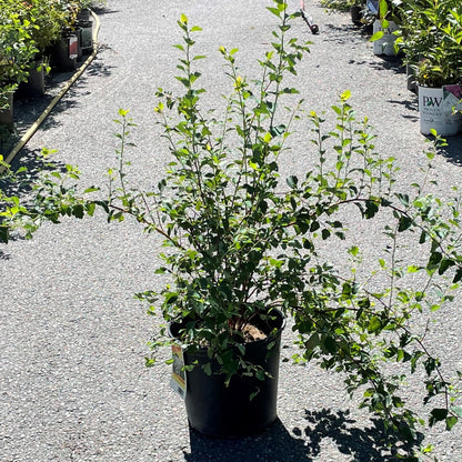Spirea 'Bridal Wreath'