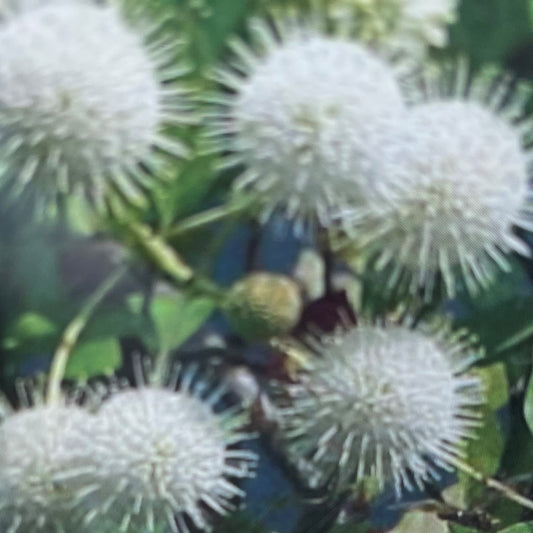 Buttonbush 'Sugar Shack'