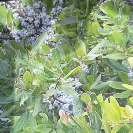 Northern Bayberry