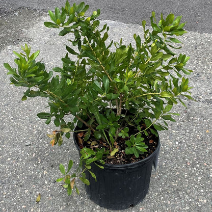 Northern Bayberry
