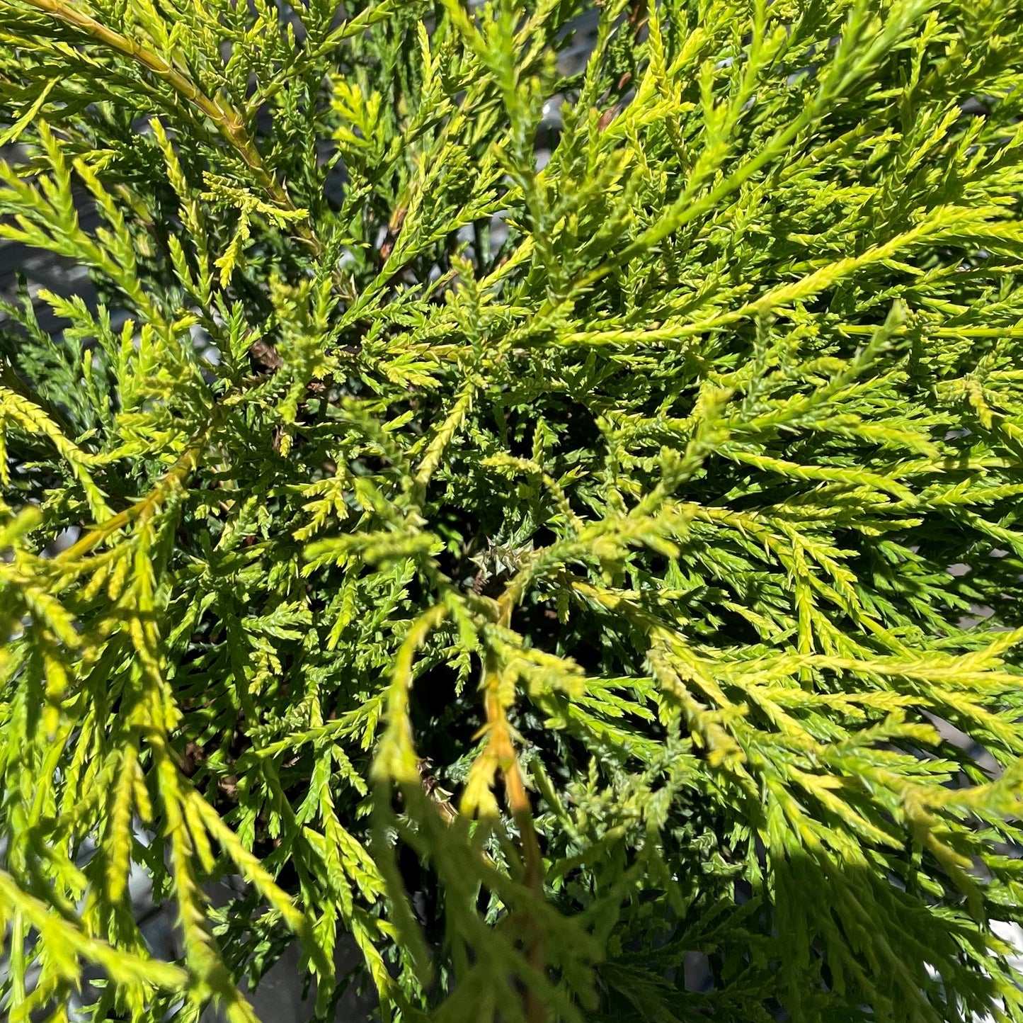 Cypress Golden Mop 1gal