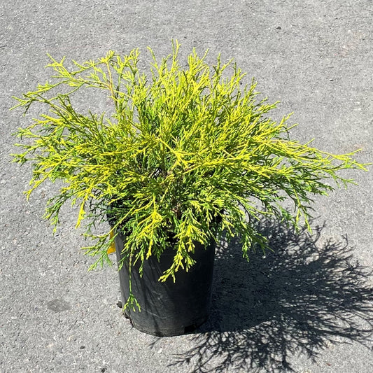 Cypress 'Golden Mop'