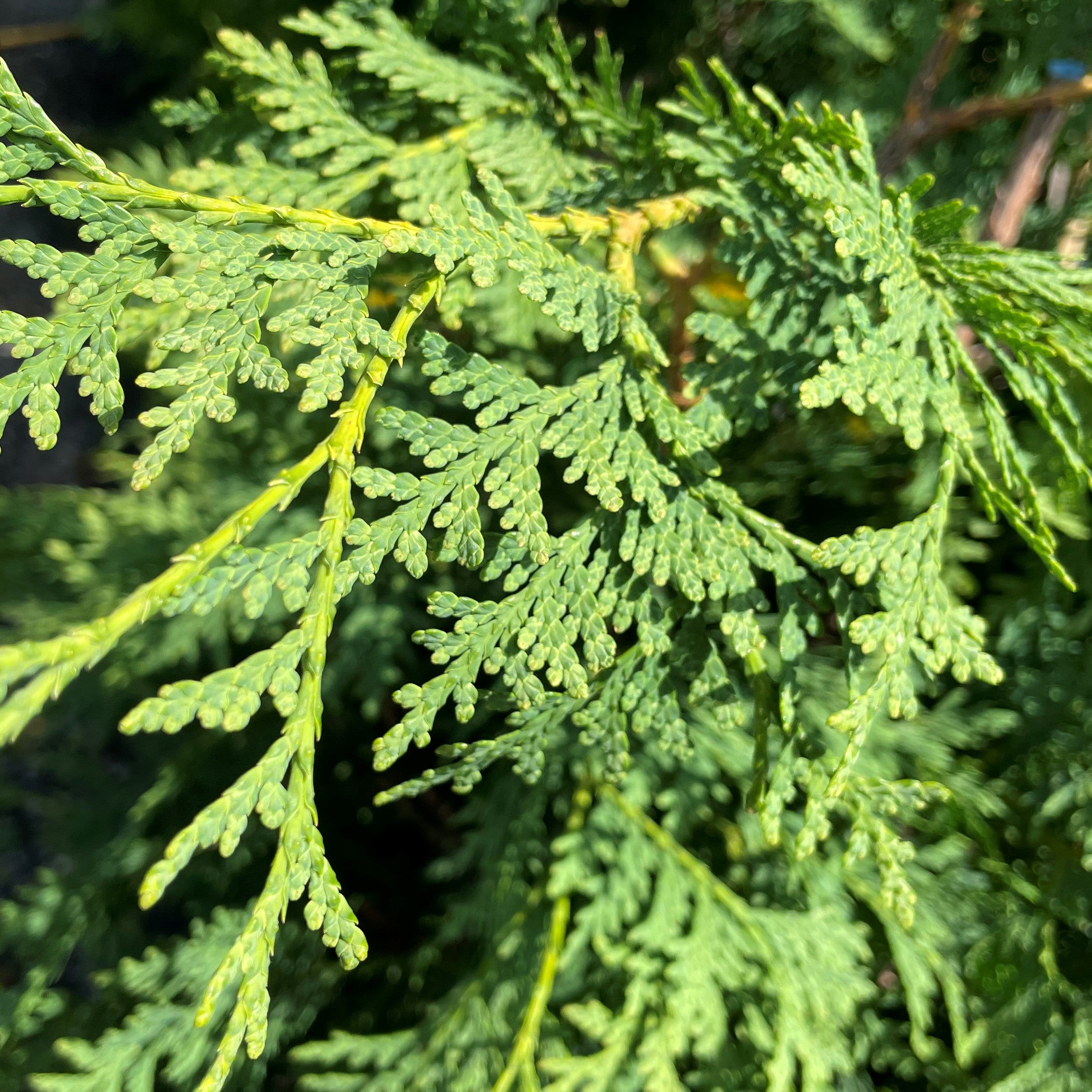 Cedar 'White Hedging'