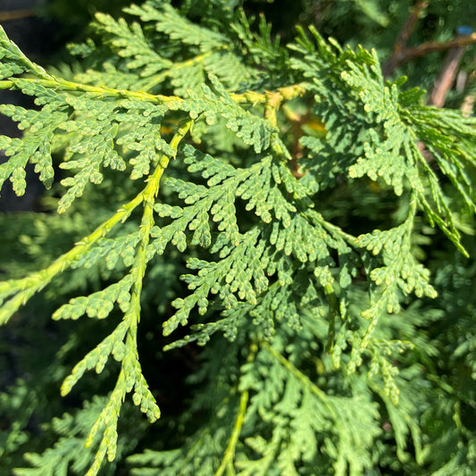 White Cedar Hedging