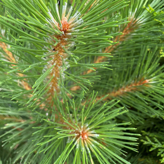 Pine 'Austrian'