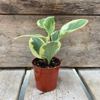 Peperomia obtusifolia 'Variegated'