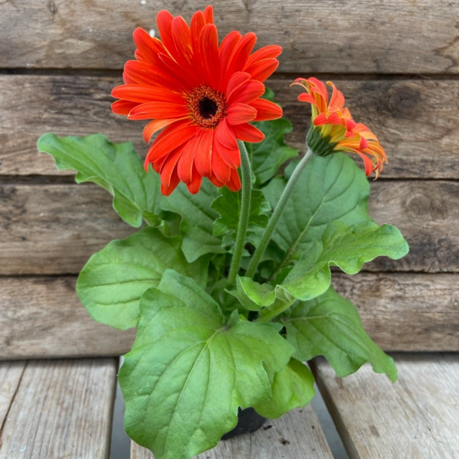 Gerbera Daisy