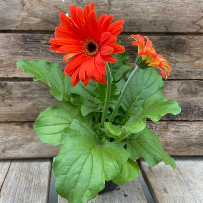 Gerbera Daisy