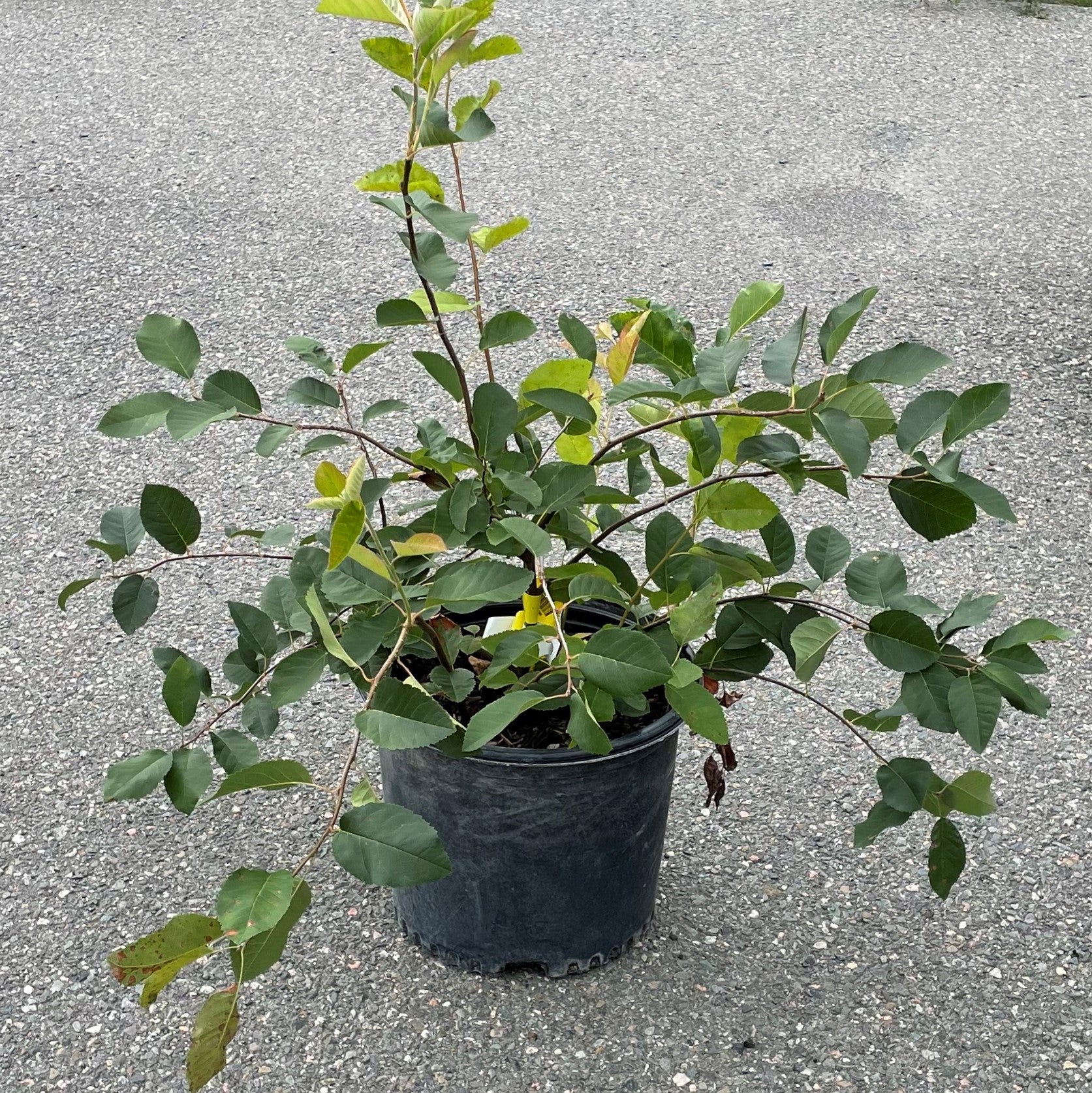 Saskatoon Serviceberry 'Regent'