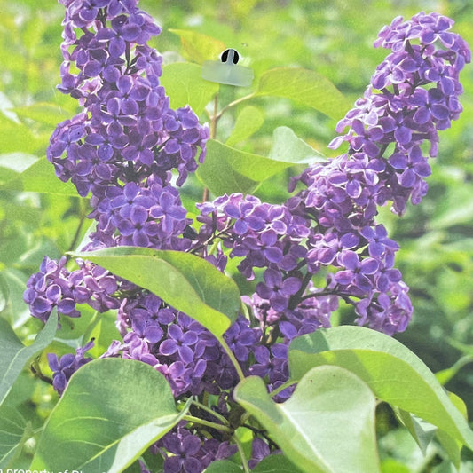 Lilac 'Ludwig Spaeth'