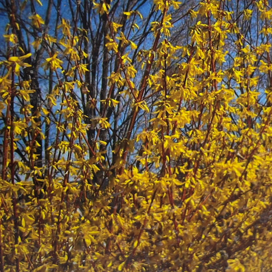 Forsythia 'Weekend'