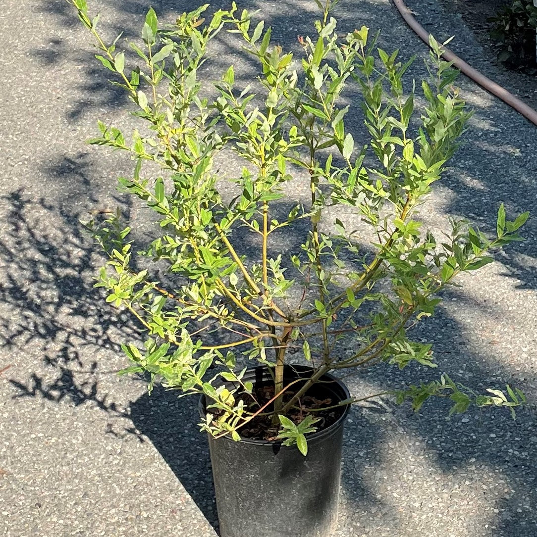 Willow 'Dappled'