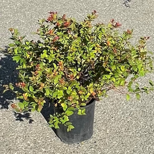 Spirea Magic Carpet 2gal