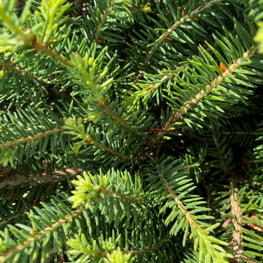 Spruce 'Bird's Nest'