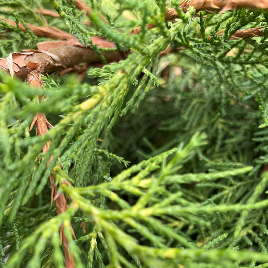 Juniper 'Gold Star®'