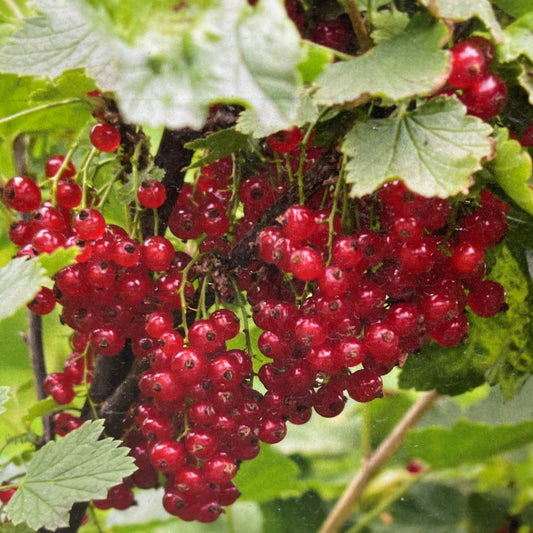 Currant 'Red Lake'