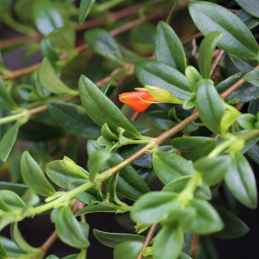Goldfish Plant