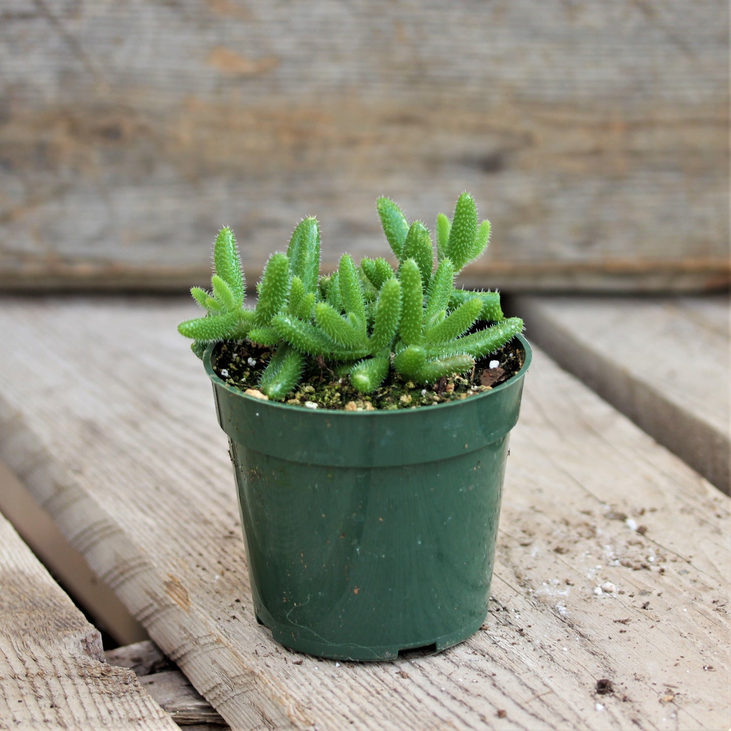 Delosperma Echinatum Pickle Plant 4"