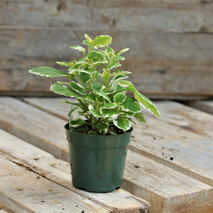 Swedish Ivy