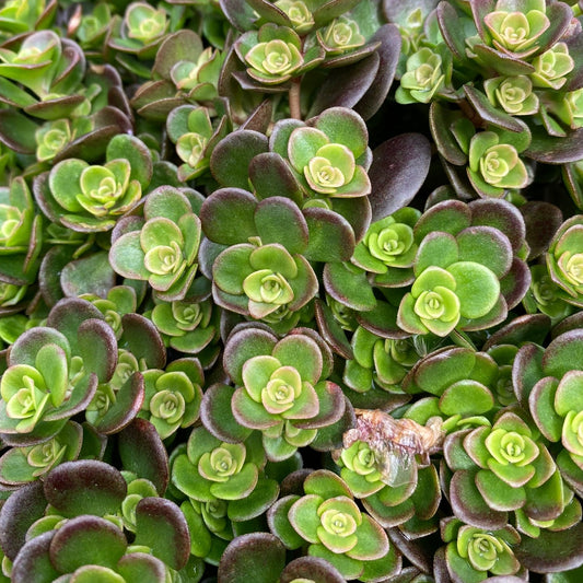 Stonecrop 'Coral Reef'