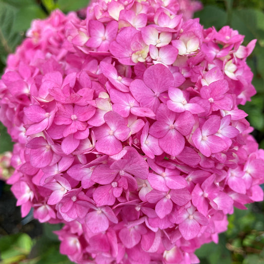 Hydrangea 'Bloomstruck'