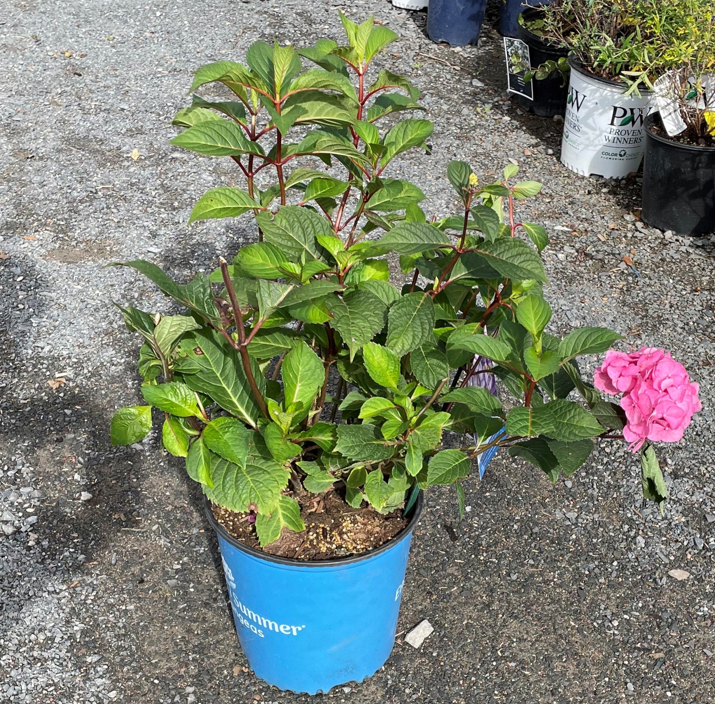 Hydrangea 'Bloomstruck'