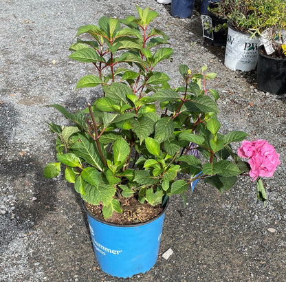 Hydrangea 'Bloomstruck'