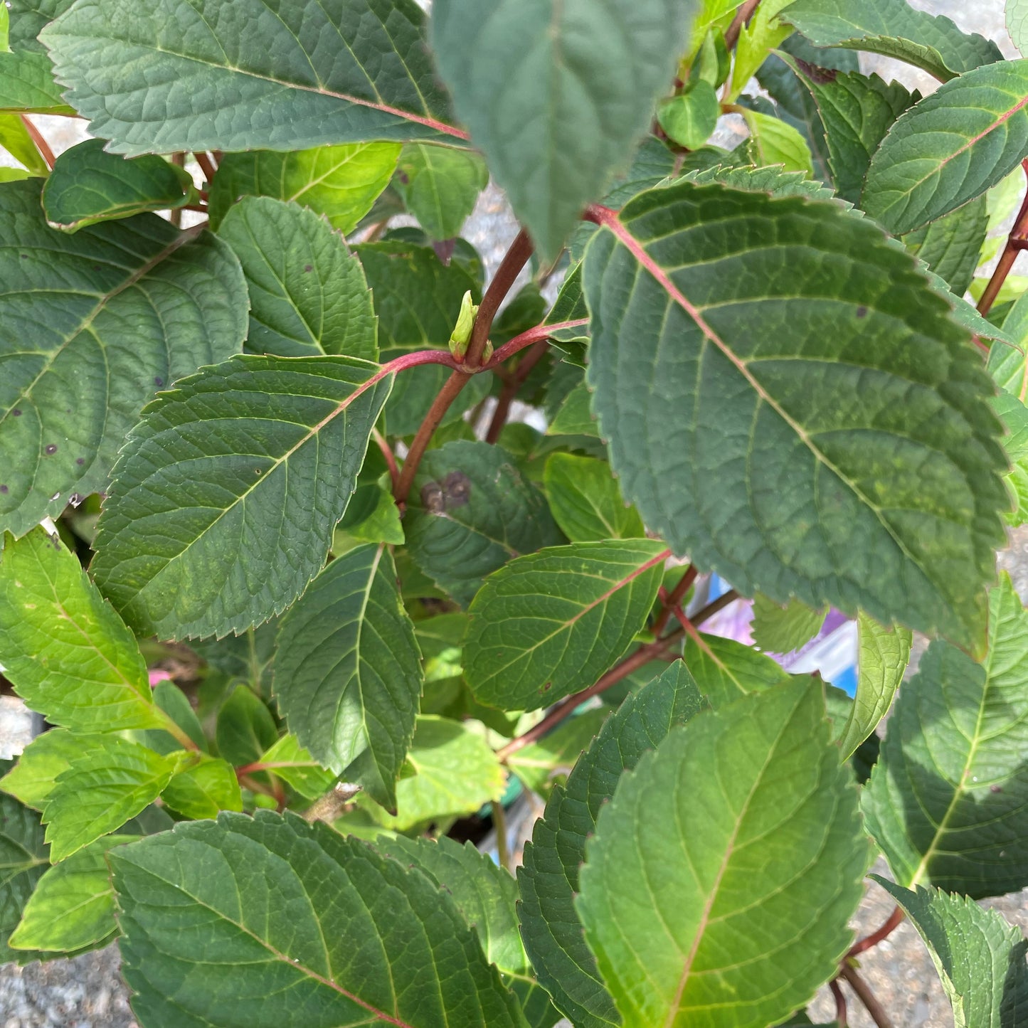 Hydrangea 'Bloomstruck'