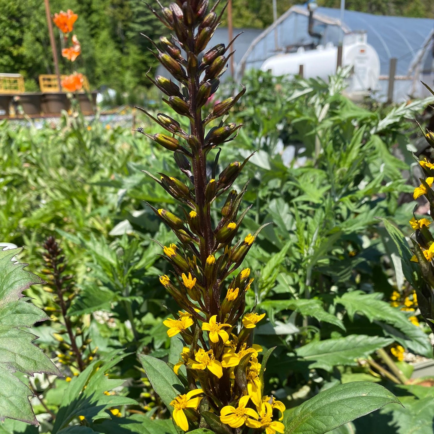 Golden Groundsel 'Othello'