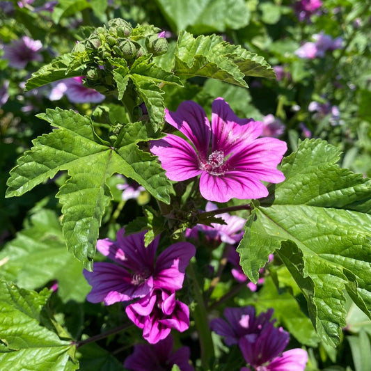 Striped Mallow 'Zebrina'