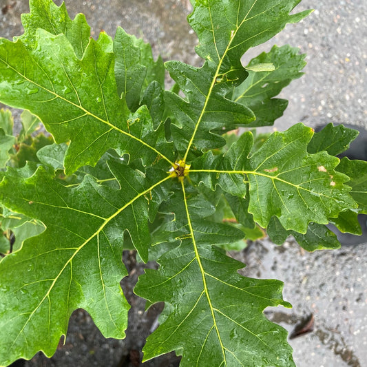 Oak 'Bur'