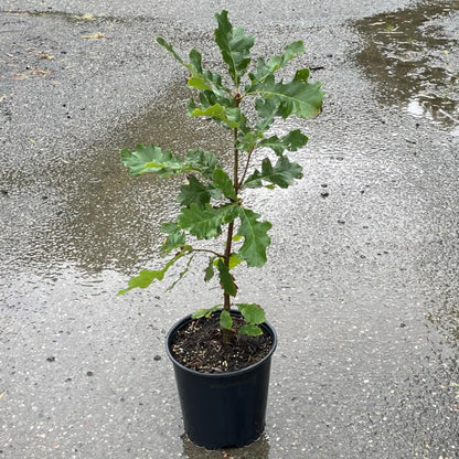 Bur Oak 2gal