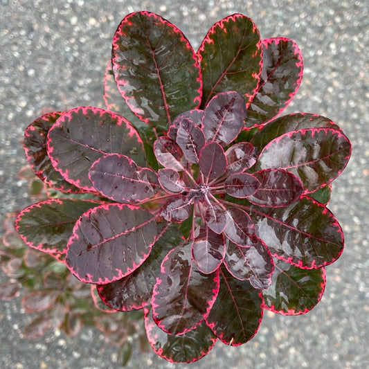 Smokebush 'Velveteeny™'