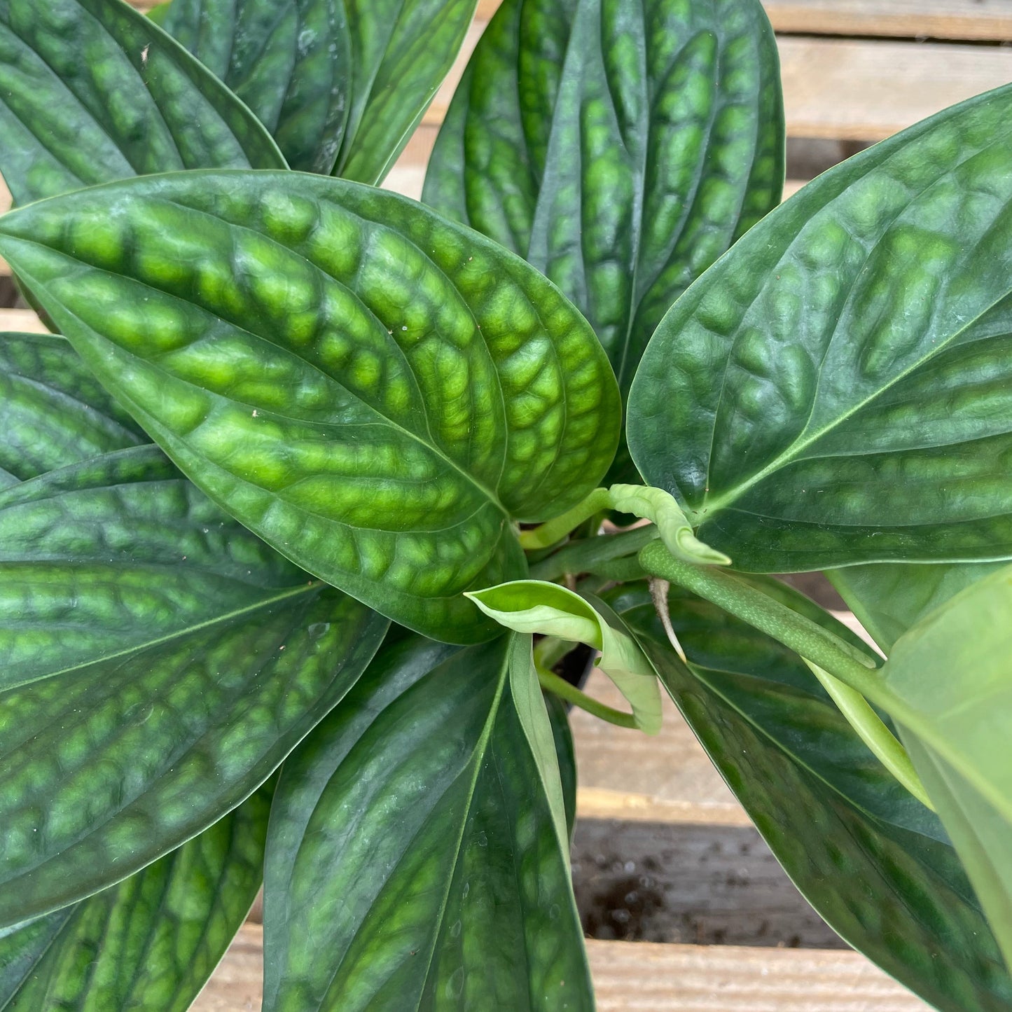 Monstera Peru 6" Pot (aka Philodendron Green Galaxy)