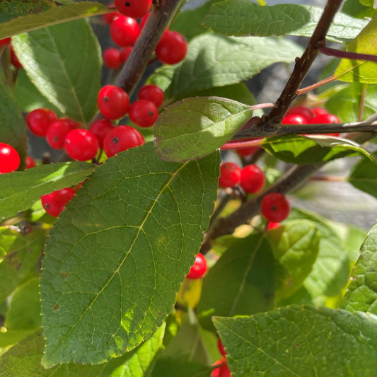 Winterberry 'Berry Heavy'