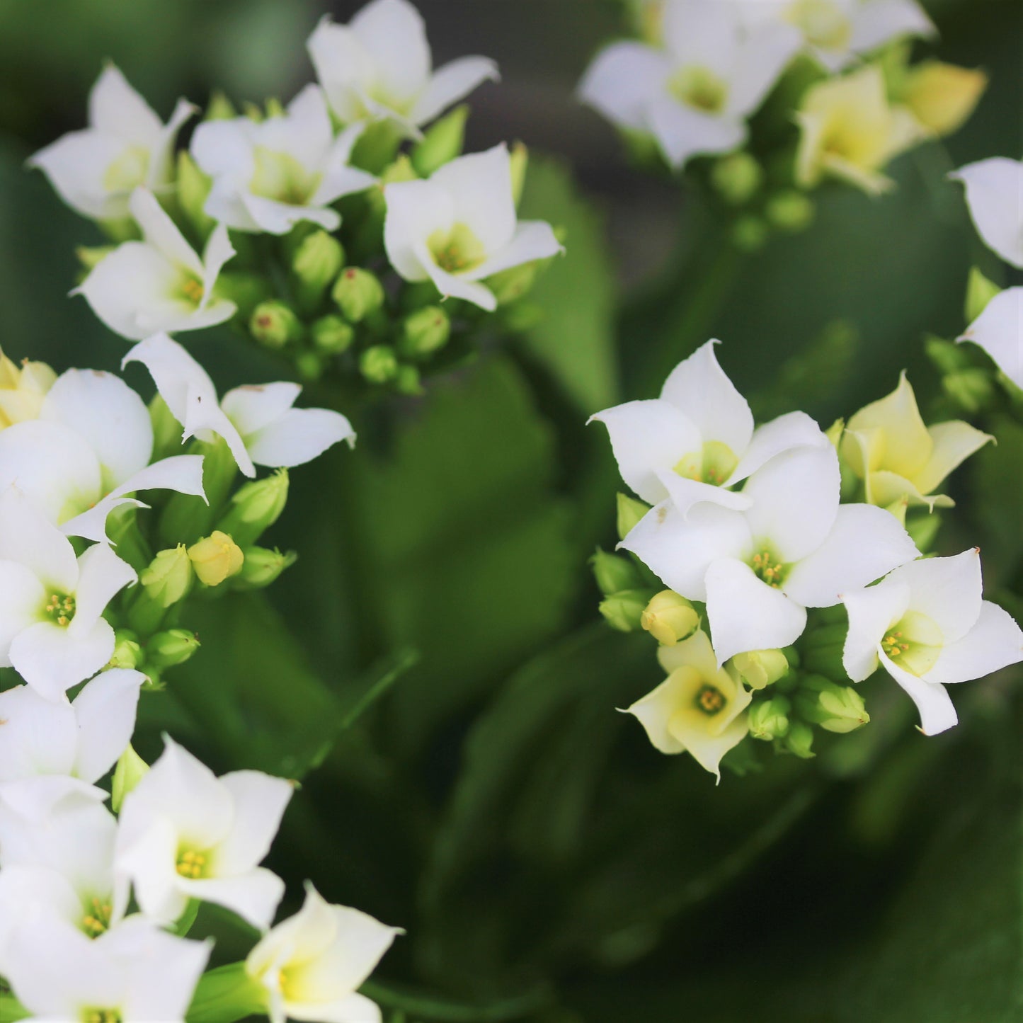 Kalanchoe