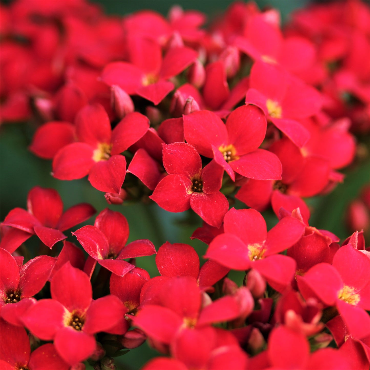 Kalanchoe