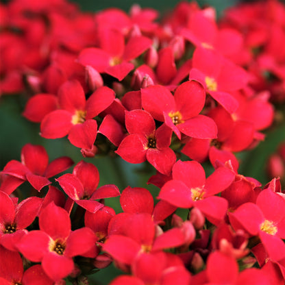 Kalanchoe