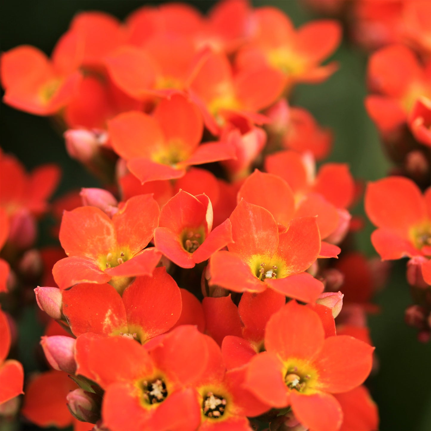 Kalanchoe